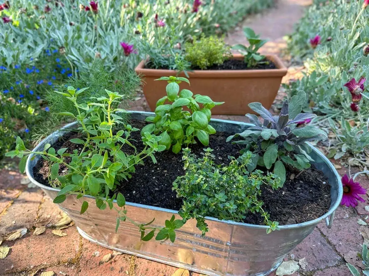 Un bac en zinc rempli de basilic, de sauge et de thym, prêt à être planté dans le jardin.
