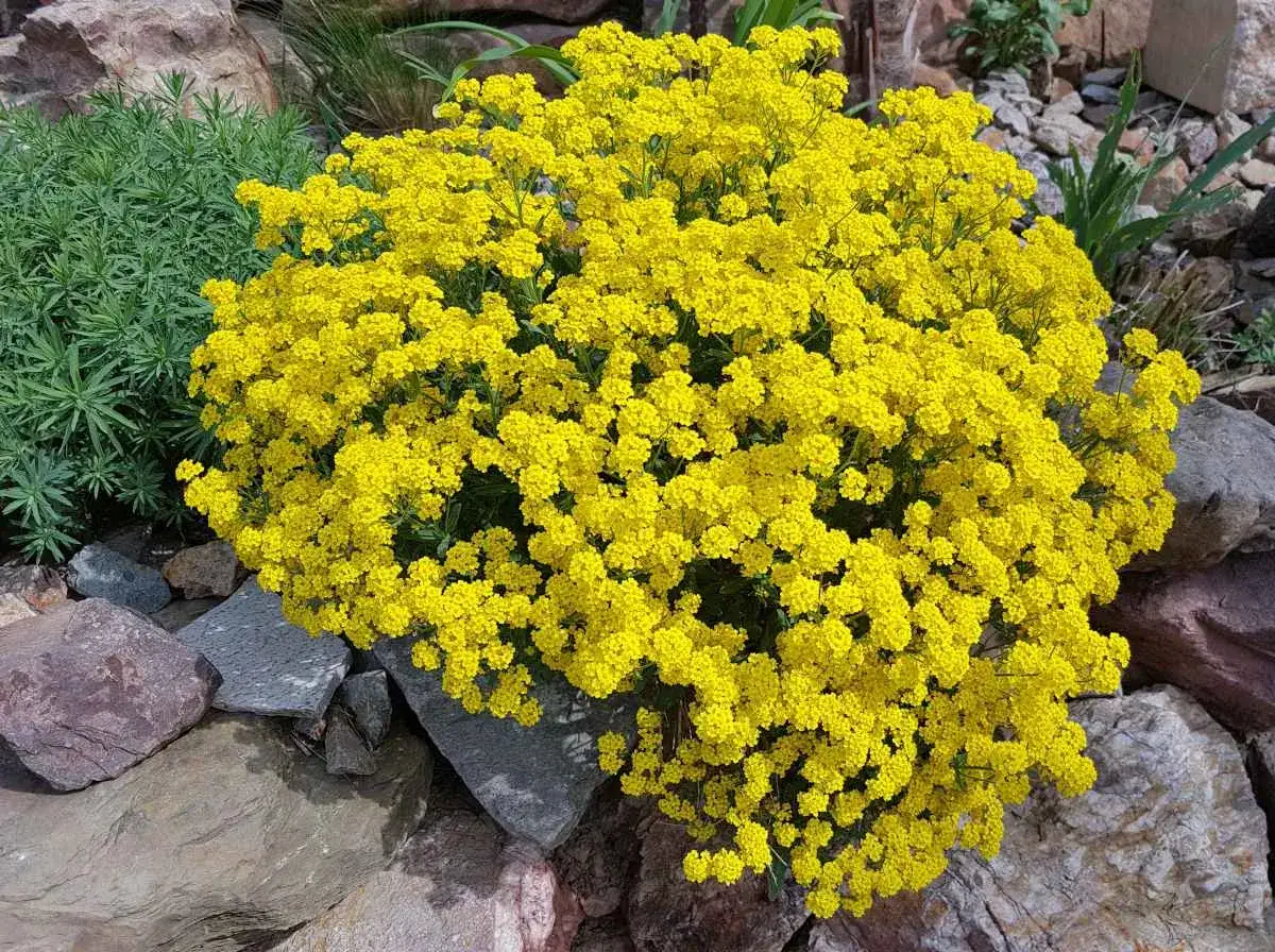 Un buisson d'alysses en fleur, d'un jaune &eacute;clatant, d&eacute;borde sur des rochers gris et roses.