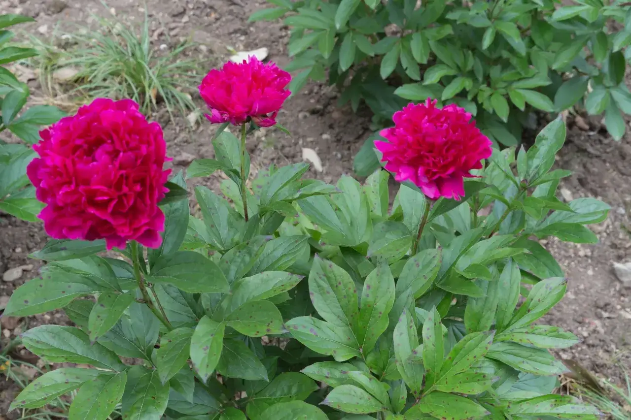Trois pivoines roses &eacute;clatantes s'&eacute;panouissent dans le jardin. Leurs p&eacute;tales denses et leurs feuilles vertes cr&eacute;ent un spectacle magnifique.