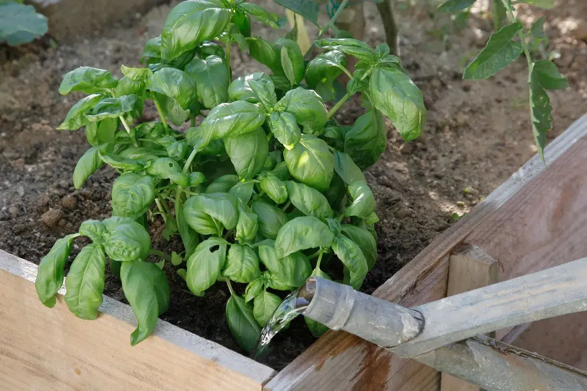 Arrosage basilic : un jet d'eau sort d'un tuyau métallique pour irriguer de belles feuilles vertes dans un potager.