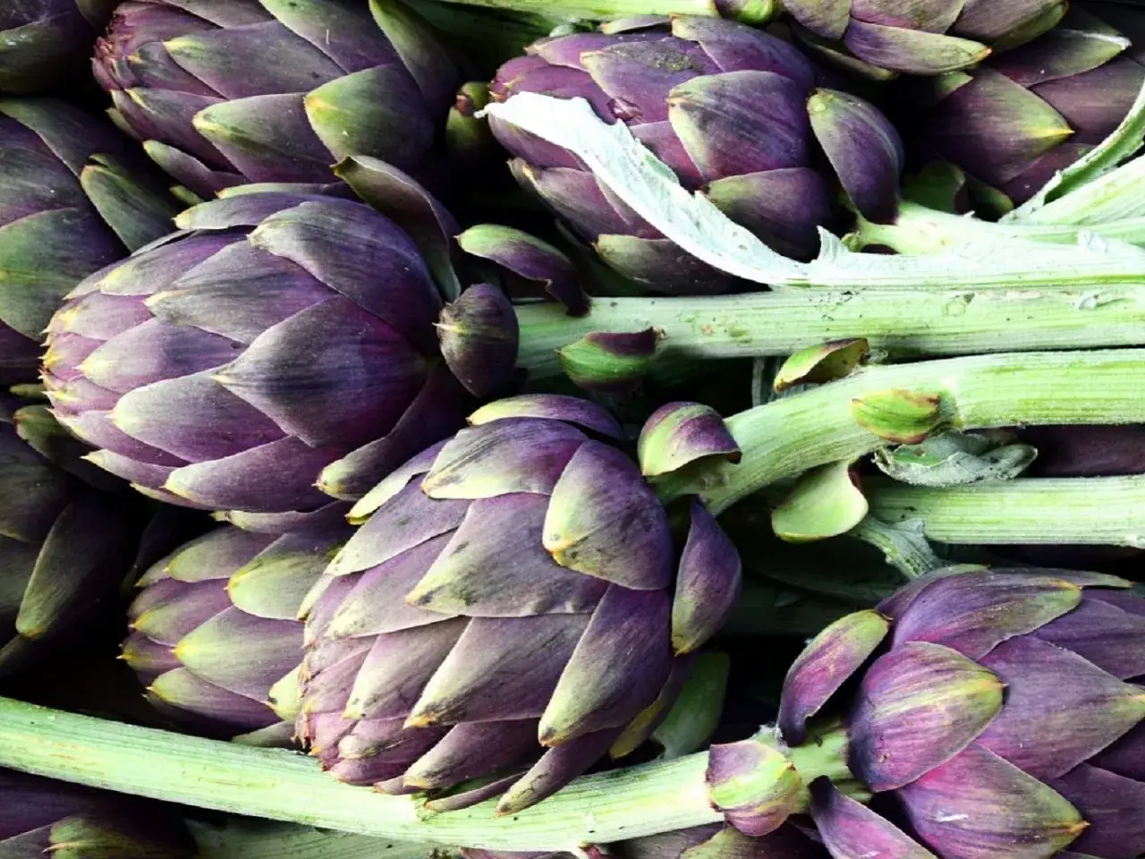 Gros plan sur une artichaut plante aux teintes violettes et vertes, prêts à être cuisinés.