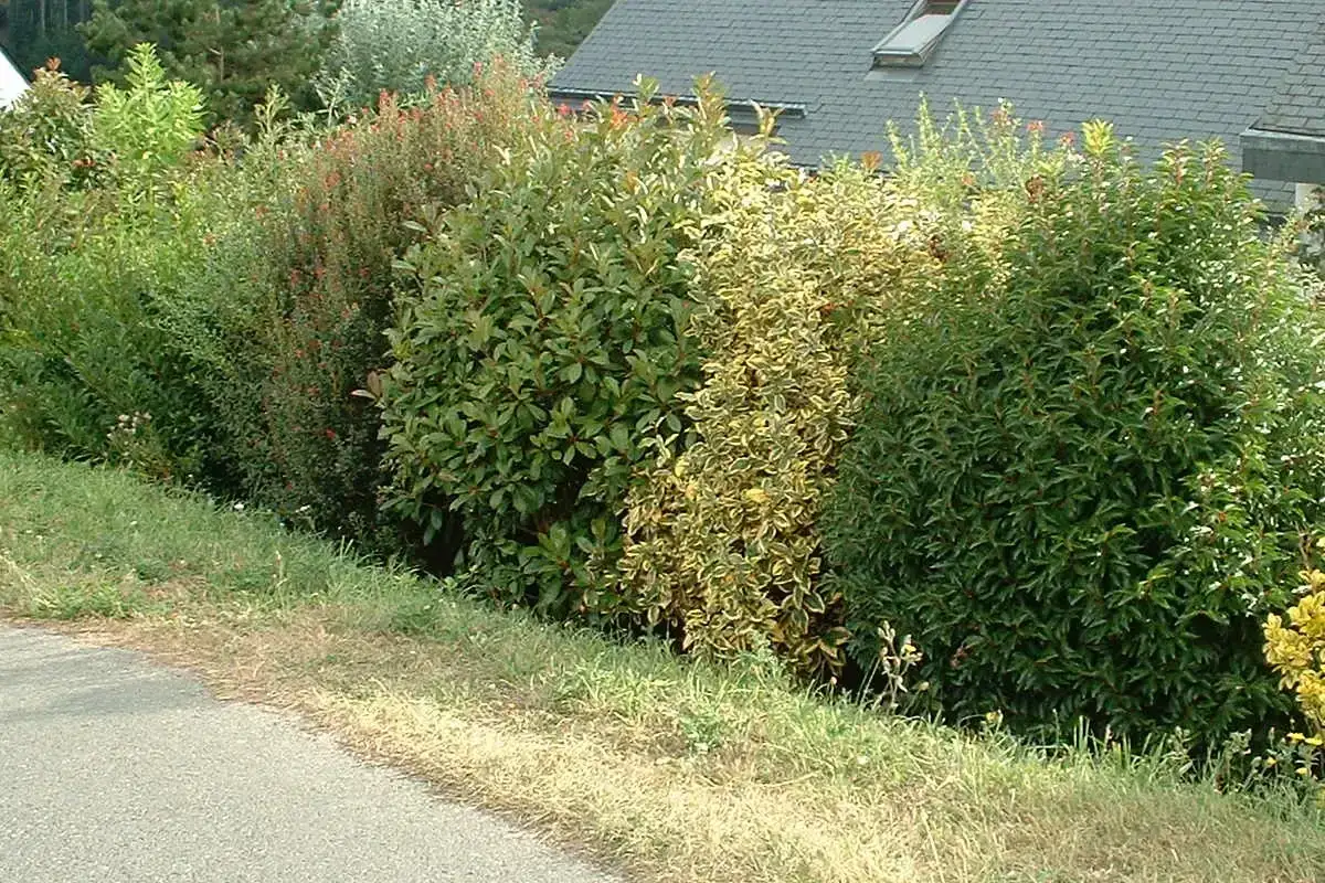 Un beau type de haie mixte, avec des feuillages variés, borde un chemin.
