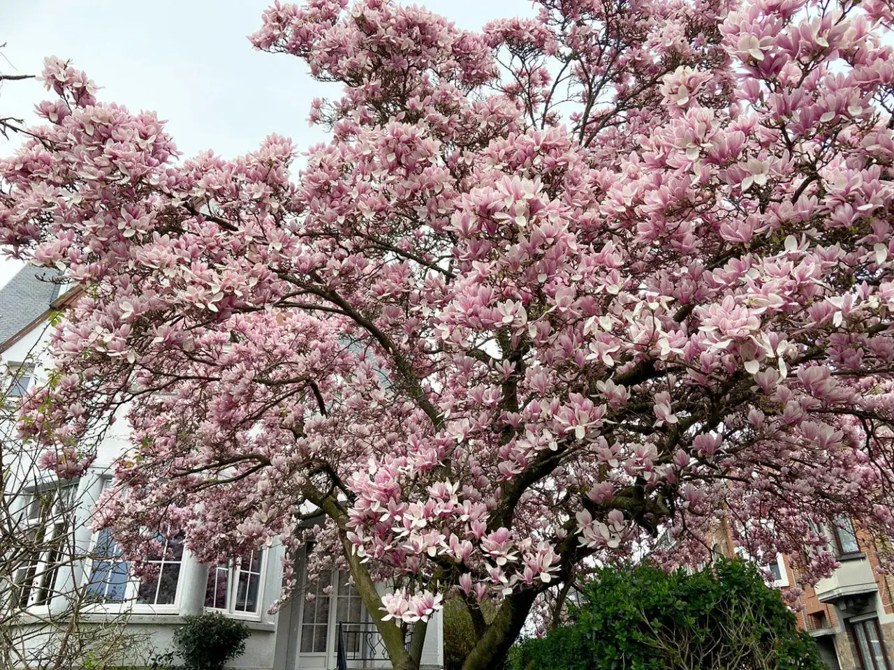 Un magnifique magnolia en pleine floraison, ses branches charg&eacute;es de fleurs roses et blanches. La taille de cet arbre est impressionnante, un spectacle printanier.