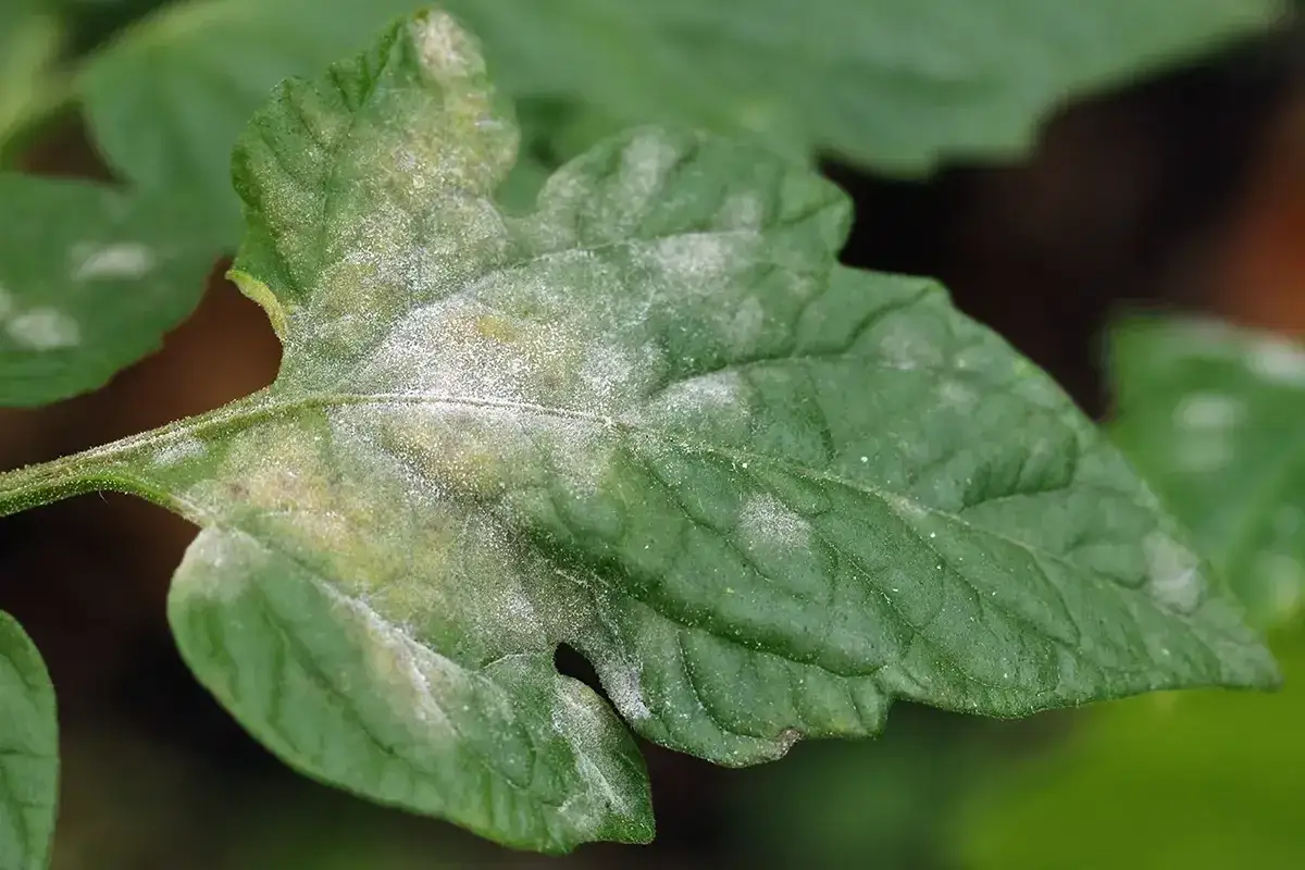 Feuille de tomate atteinte d'o&iuml;dium, signe qu'un traitement est n&eacute;cessaire pour sauver la plante.