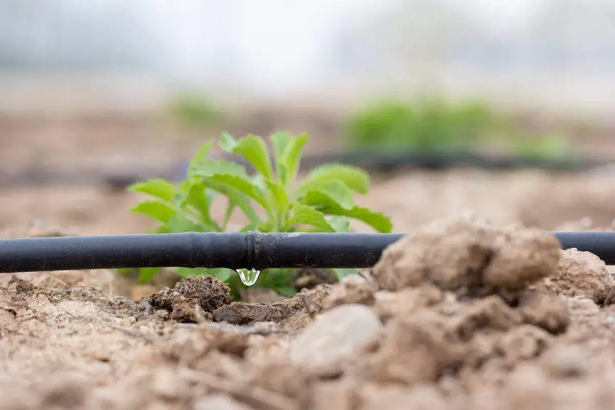 Goutte d'eau tombant d'un tuyau noir, signe d'un arrosage jardin efficace pour une jeune plante verte.