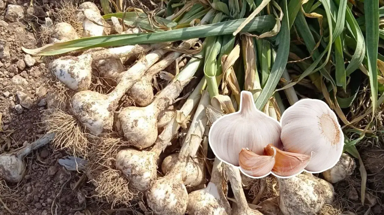 Gros plan sur une récolte d'ail fraîchement sortie de terre, avec des bulbes encore terreux et leurs racines. Deux têtes d'ail et quelques gousses sont mises en avant.