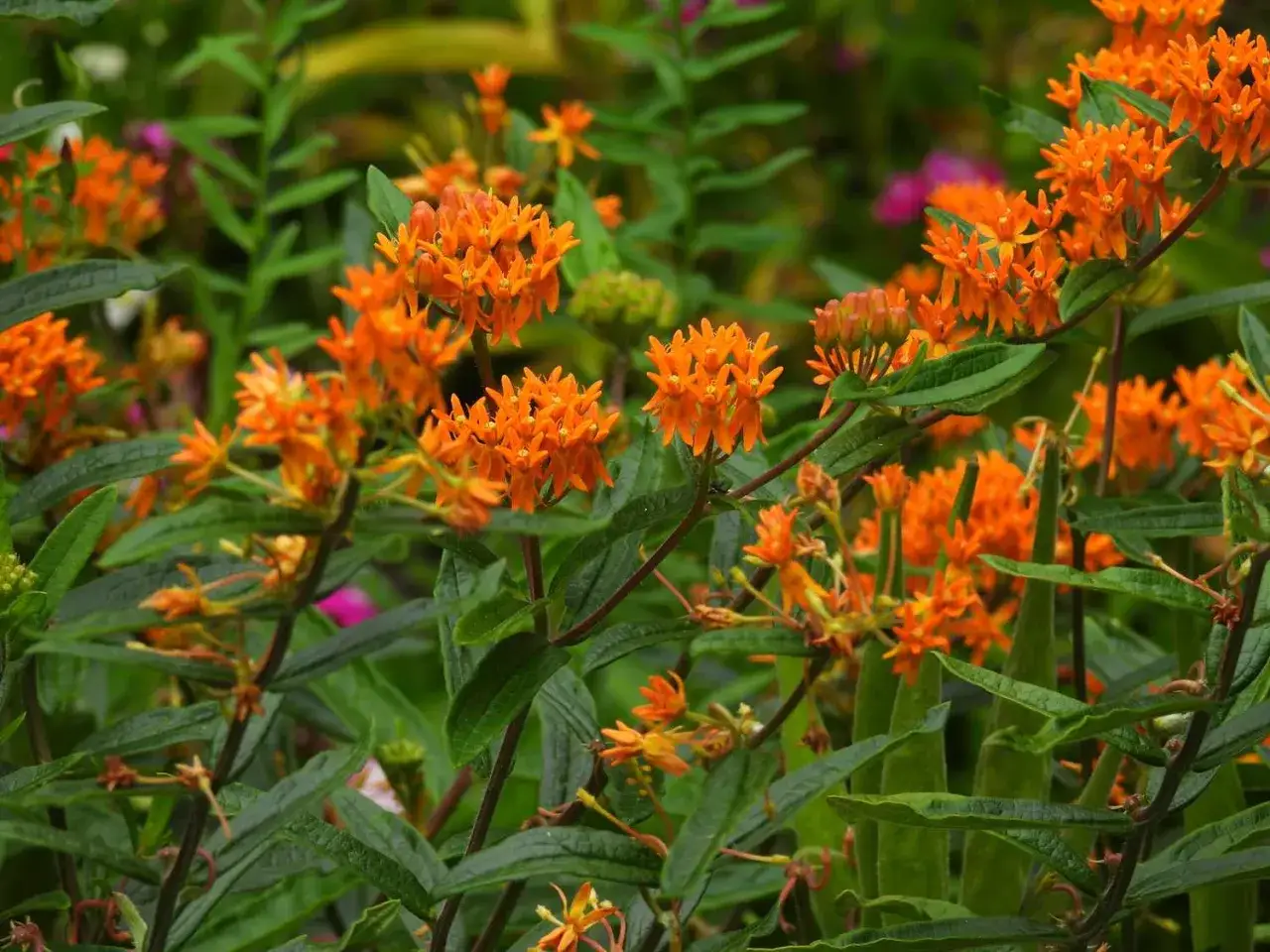 Fleurs orange vif d'un dipladenia, parfaites pour un entretien facile au jardin.