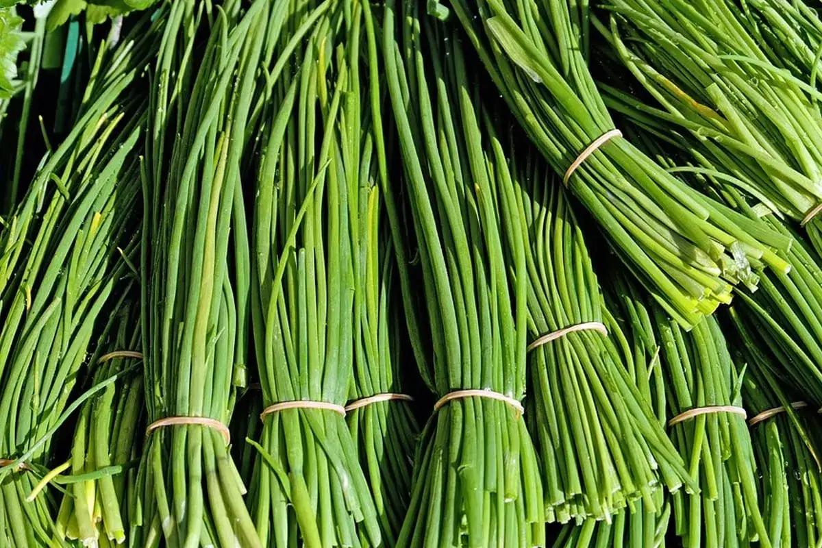 Gros bouquets de semis ciboulette, fra&icirc;chement r&eacute;colt&eacute;s et li&eacute;s par des &eacute;lastiques. Une herbe aromatique pr&ecirc;te &agrave; parfumer vos plats.