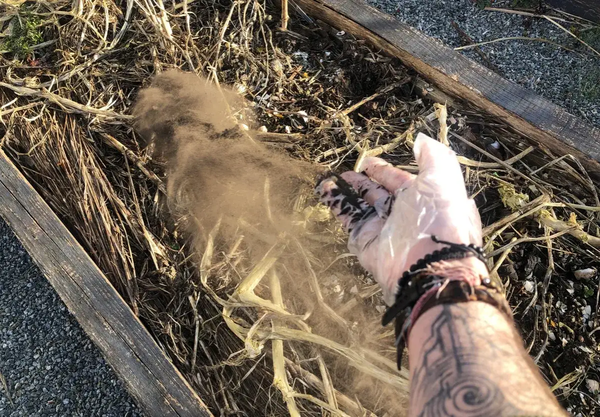 Main d'une personne en gant dispersant de la cendre de bois sur un tas de débris végétaux dans un jardin.