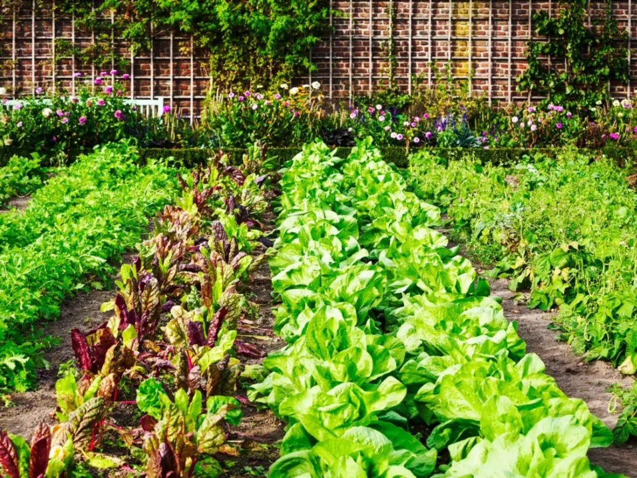 Légumes verts frais, salades croquantes et betteraves colorées poussent en rangées dans un potager luxuriant, avec des fleurs et un mur de briques en arrière-plan.