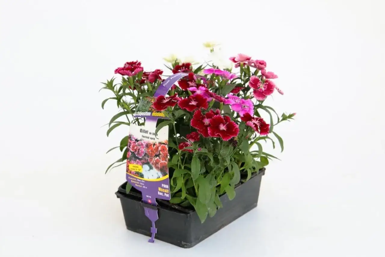 Un pot de fleurs multicolores, un oeillet de chine aux teintes vives, prêt à embellir un jardin ensoleillé.