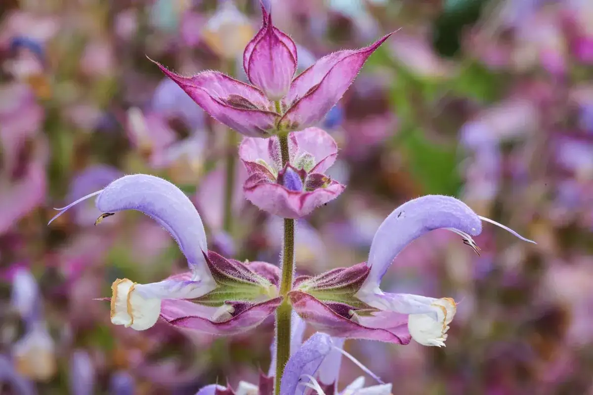 Fleur de sauge sclarée aux teintes violettes et roses, avec des pétales délicats et une forme unique.