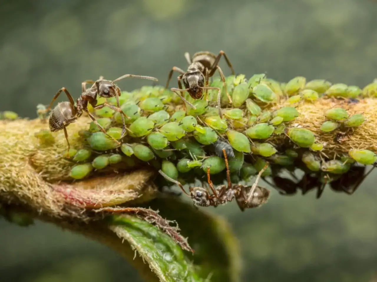 Trois fourmis protègent une colonie de pucerons tomate sur une tige.