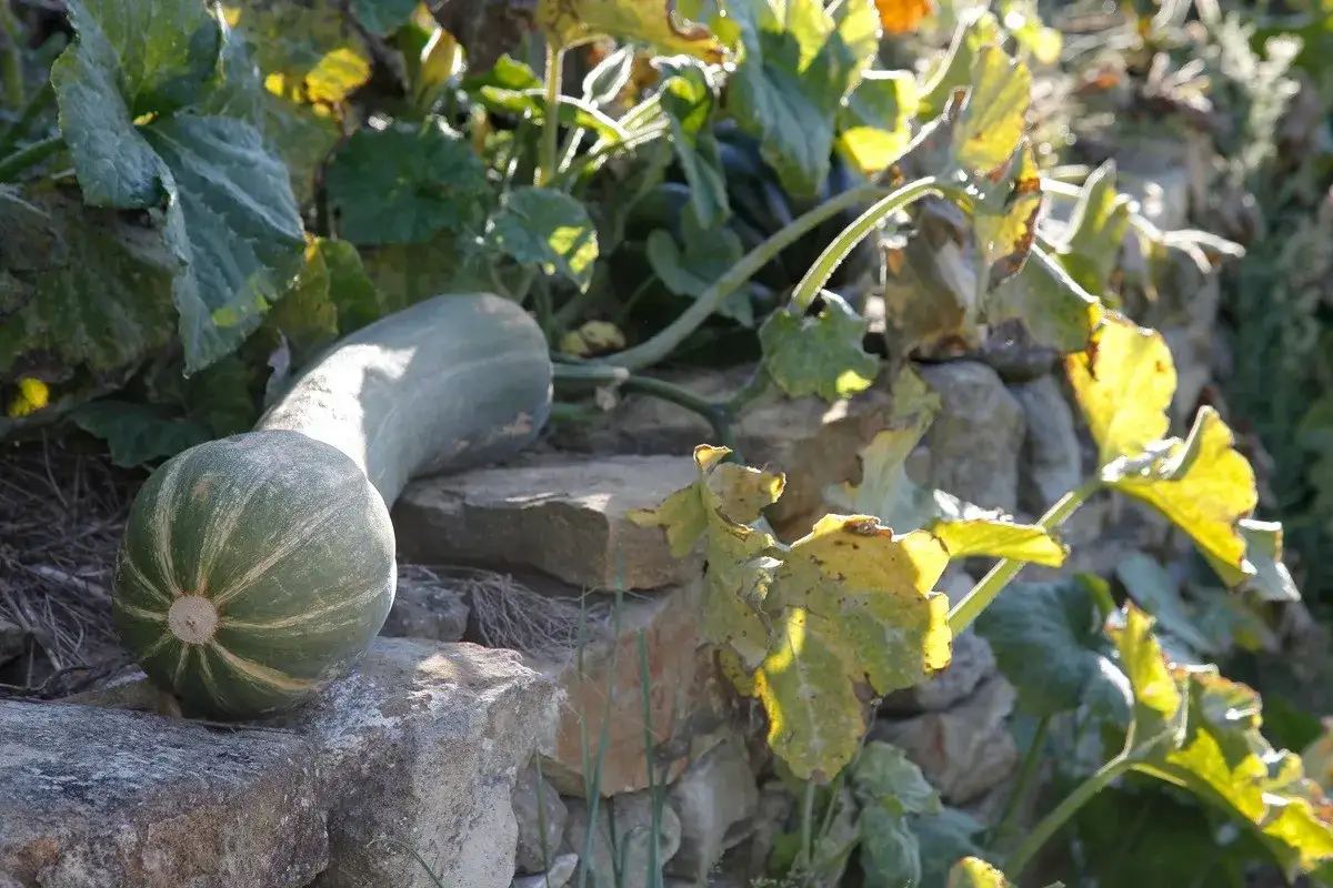 Une courge de Nice, verte et stri&eacute;e, repose sur des pierres. Ses feuilles jaunies se d&eacute;ploient sous le soleil.