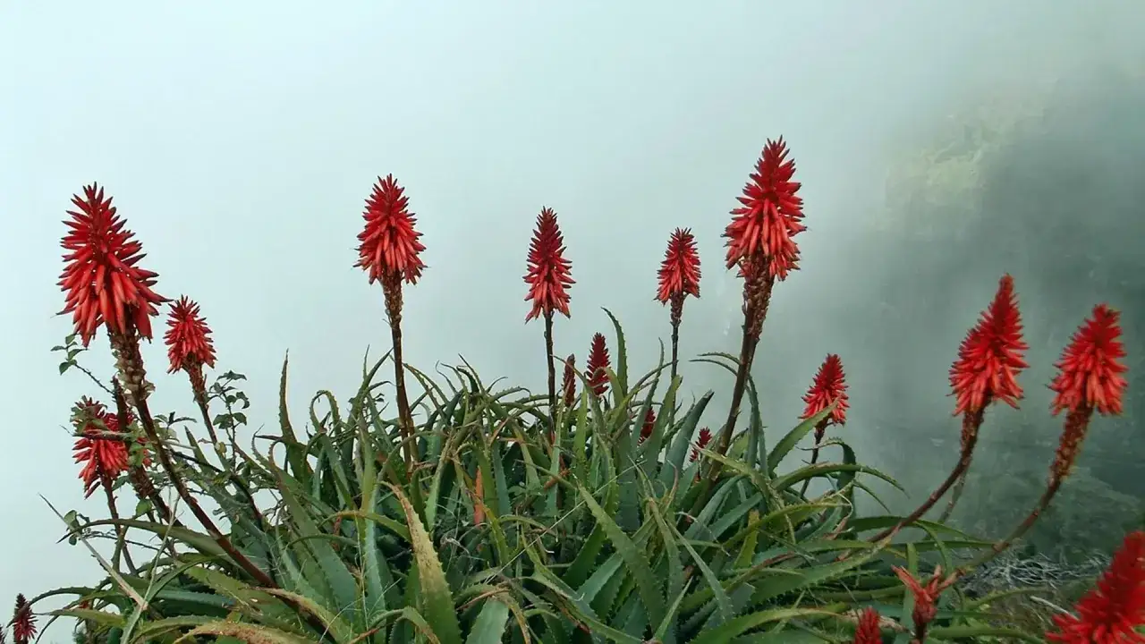 Plantes d'aloès aux fleurs rouges vives, un spectacle naturel saisissant.