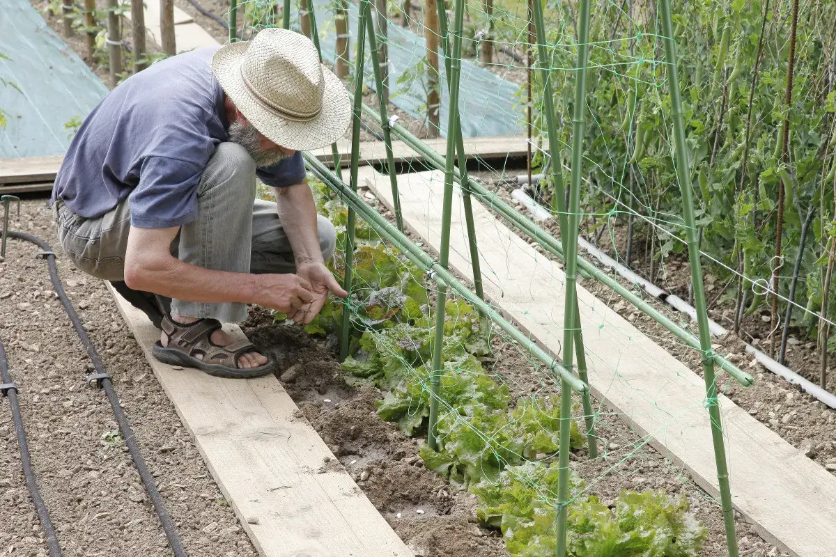 Un jardinier plante des graines de haricot nain dans un potager, à côté de laitues.