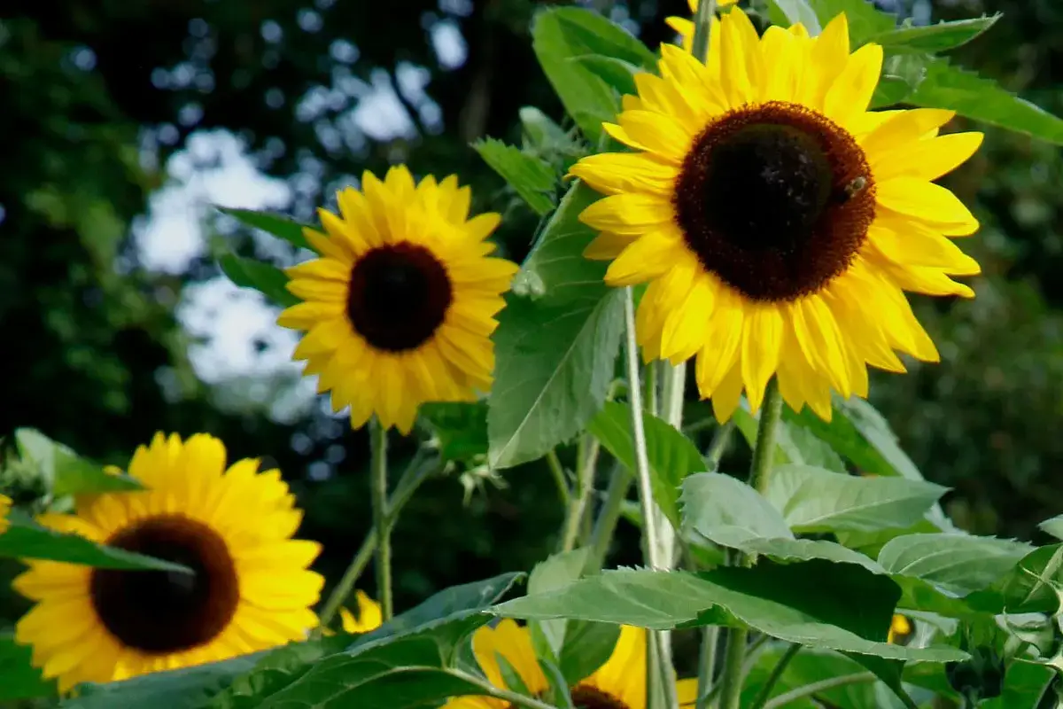 Trois tournesols aux pétales jaunes éclatants et aux cœurs bruns foncés se dressent fièrement. Un petit insecte butine sur l'un d'eux.