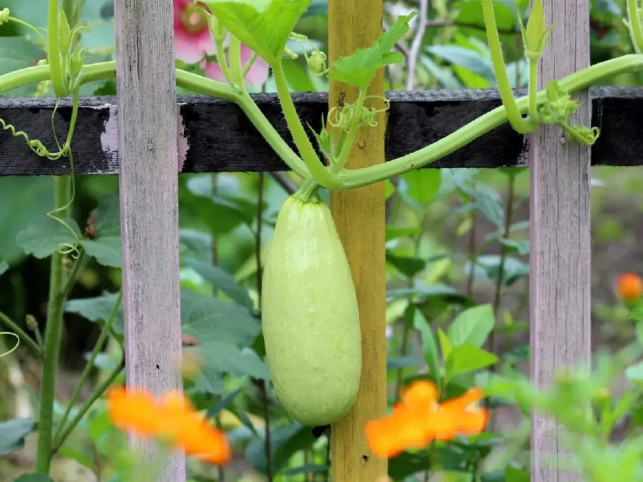 Une courgette blanche pend de sa tige, soutenue par un tuteur jaune, au milieu d'un jardin verdoyant.