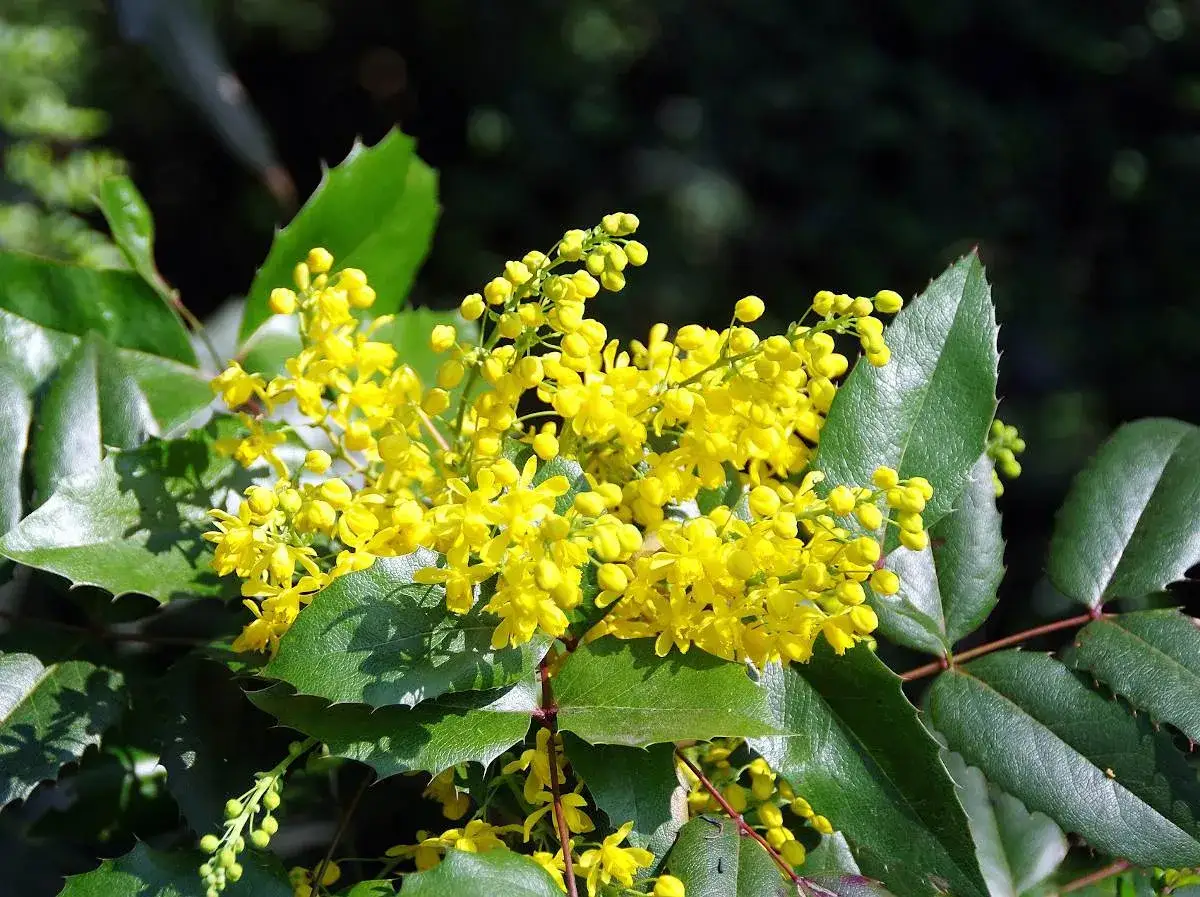 Grappes de fleurs jaunes vives sur un mahonia aquifolium aux feuilles vertes dentel&eacute;es.