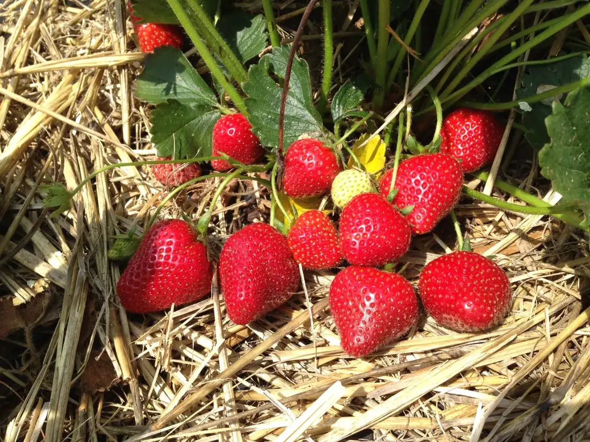 Gros plan sur des fraises rouges mûres sur un paillis de paille, signe d'un bon entretien fraisier.