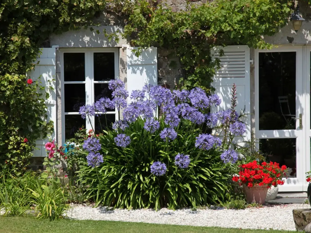 Magnifique agapanthe en pleine floraison, ses ombelles bleues éclatantes contrastent avec les volets blancs et la façade en pierre.
