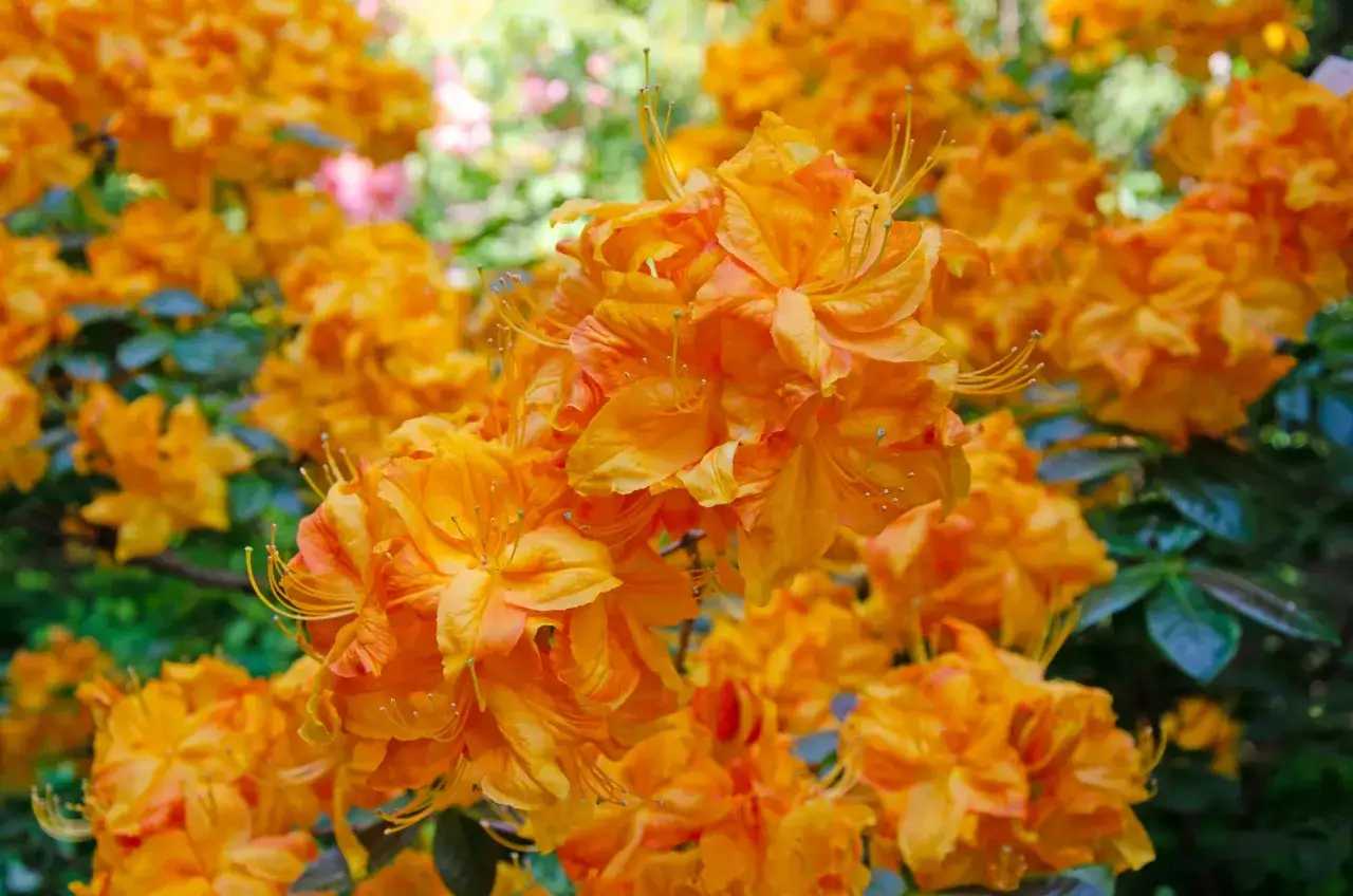 Un bouquet d'azalée fleur orange vif éclate de couleur, ses pétales délicats se déployant sous le soleil.