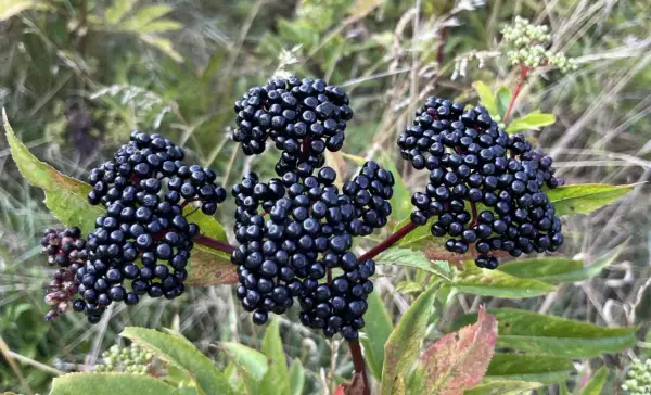 Grappes de baies noires de sureau mûres sur fond flou de verdure.