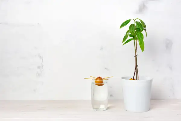 Un noyau d'avocat germe dans un verre d'eau, à côté d'un jeune plant d'avocat en pot. Le début d'une belle aventure pour faire pousser un avocat.