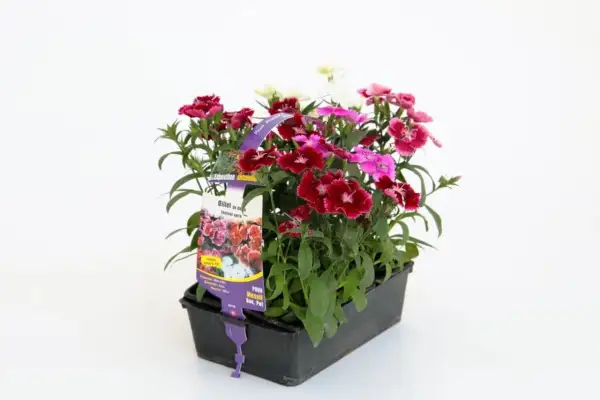 Un pot de fleurs multicolores, dont un magnifique oeillet de chine, prêt à égayer un jardin ensoleillé.