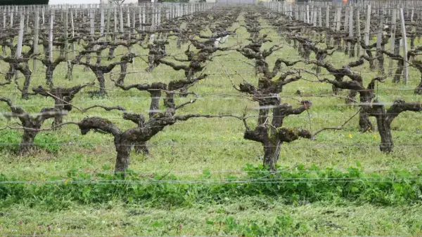 Vignes taillées en taille guyot double, leurs troncs noueux et leurs branches s'étendent sur un tapis d'herbe verte.