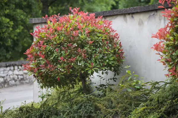 Un arbuste photinia aux feuilles rouges et vertes, taillé en boule, se dresse près d'un mur en béton.