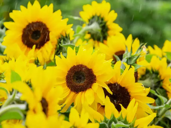 Un champ de semis tournesol sous une pluie fine, les pétales jaunes brillent d'eau.