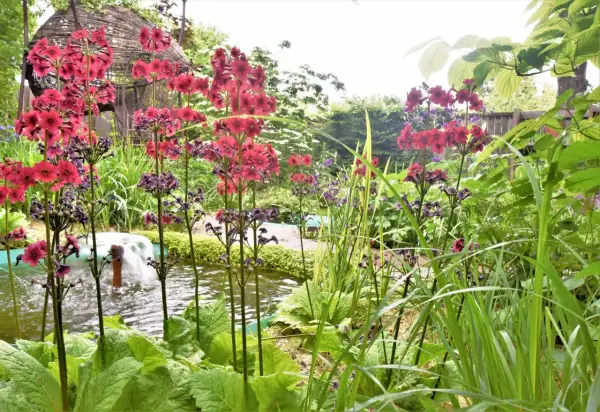 Jolie scène de jardin avec une plante verte extérieur, des fleurs rouges et violettes près d'un petit bassin avec une fontaine.