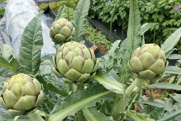 Quatre beaux artichauts en pleine croissance sur leur plante. Les feuilles vertes et épaisses entourent les bourgeons floraux prêts à être récoltés.