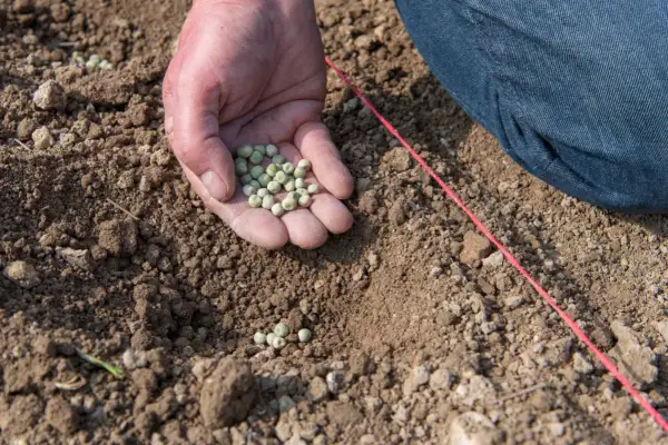 Main d'une personne tenant des graines pour planter petit pois dans la terre.