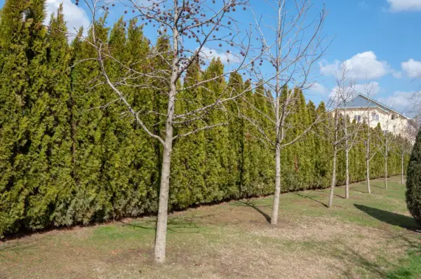 Une haie anti bruit dense et verte borde un jardin avec des arbres dénudés. Au loin, une maison aux toits bleus se dessine.