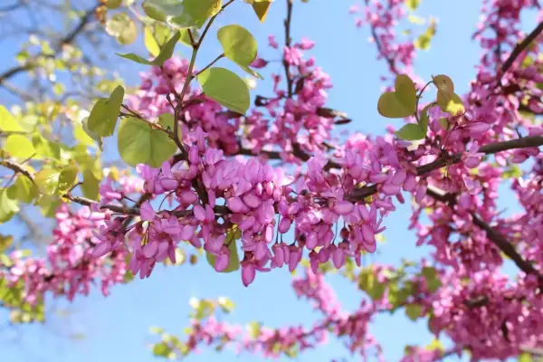 Rameau d'un arbre de Judée couvert de fleurs roses vives, sous un ciel bleu clair.