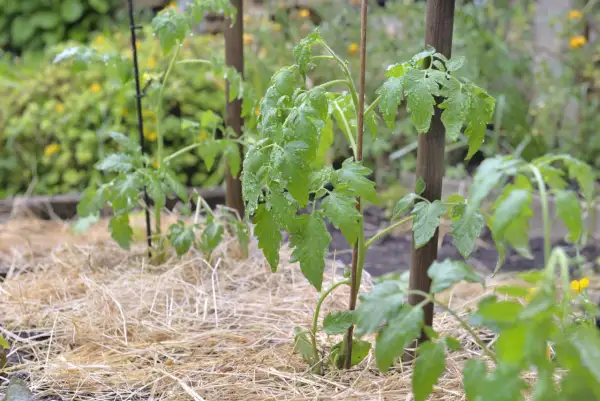 Jeunes plants de tomates, arrosés par la pluie, avec une bonne distance entre pied de tomate pour une croissance optimale. Paillage de paille.