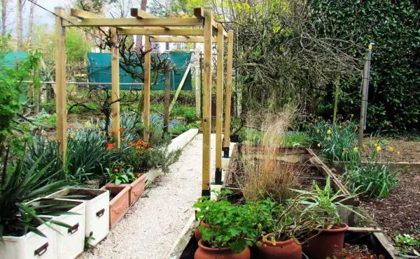 Un chemin de gravier serpente sous une pergola en bois, bordée de plantes en pots et de fleurs printanières. Une vigne sans fruit pour pergola attend de s'y accrocher.
