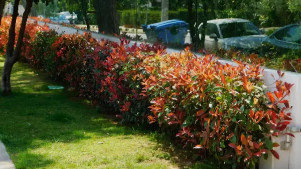 Un arbuste persistant croissance rapide borde une pelouse verte. Ses feuilles rougeoyantes créent une belle transition vers le vert.