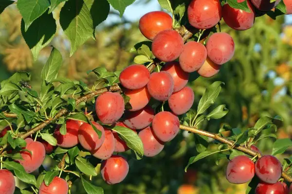 Grappe de pruniers mirabelles mûres, prêtes à être cueillies. Le soleil illumine ces fruits rouges et juteux sur leurs branches feuillues.