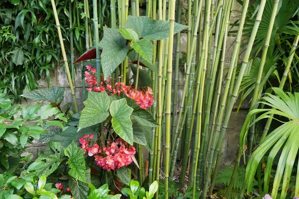 Begonia aux feuilles tachetées et fleurs roses, avec des tiges de bambou en arrière-plan. L'entretien de cette plante est simple.