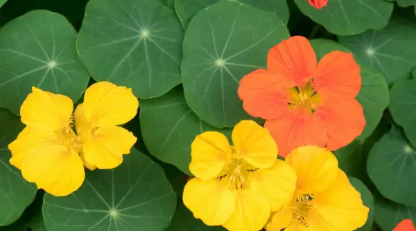 Capucines comestibles aux couleurs vives, jaunes et orangées, sur fond de feuilles vertes rondes.