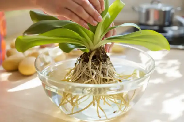 Orchidée aux racines saines trempant dans l'eau, prête pour un nouveau terre pour orchidée.