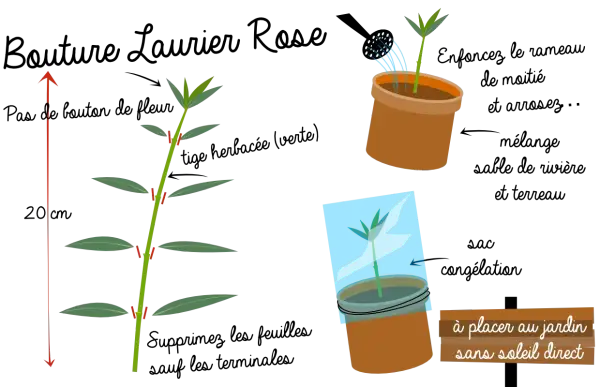 Illustration montrant comment préparer une bouture laurier rose. Une tige est coupée, puis mise en pot et recouverte d'un sac plastique.
