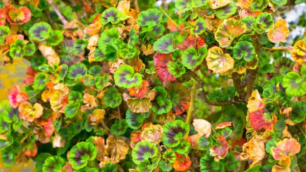 Feuilles de géraniums présentant des taches rouges et jaunes, signes de maladies.