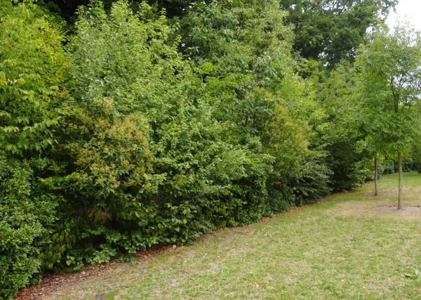 Un mur végétal dense, une parfaite plante brise vue, borde une pelouse verdoyante.