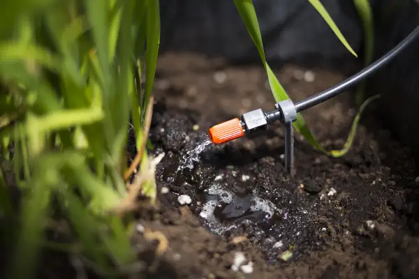 Goutte à goutte pour l'arrosage jardin, une petite buse orange diffuse de l'eau sur la terre humide près des plantes vertes.