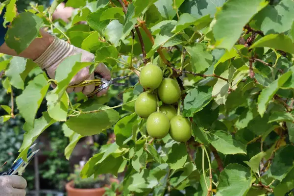 Main verte, des kiwis sont prêts à être cueillis. La taille kiwi est une étape importante pour la récolte.