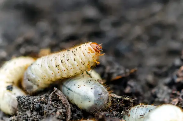 Gros plan sur une larve de cetoine, blanche et dodue, se déplaçant dans la terre. D'autres larves sont visibles autour.
